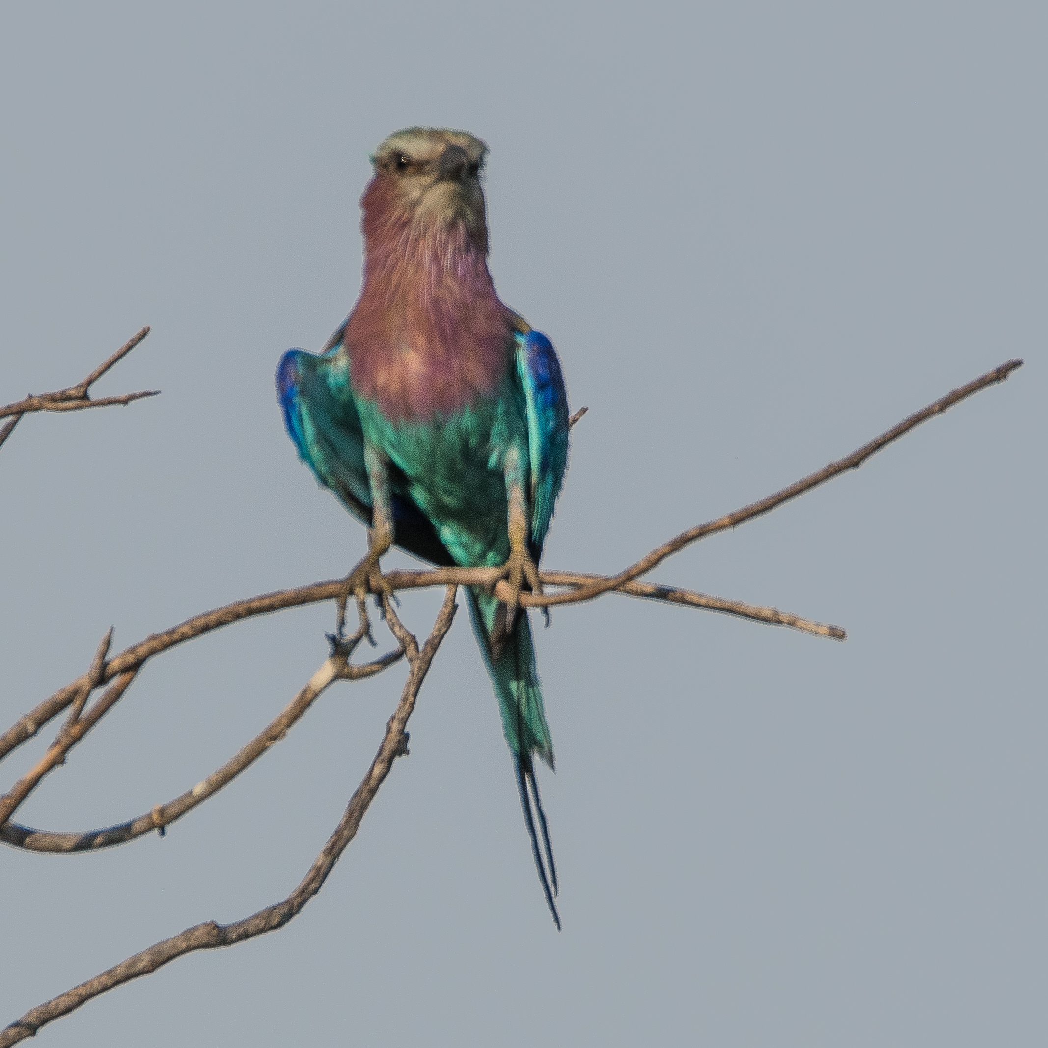 Rollier à longs brins adulte (Lilac-breasted roller, Coracias caudatus), Shinde, Delta de l'Okavango,  Botswana.